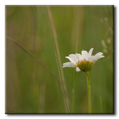 Marguerite