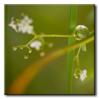 Goutte sur Plante