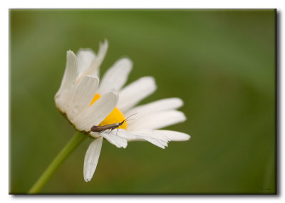Lépidoptère sur Marguerite