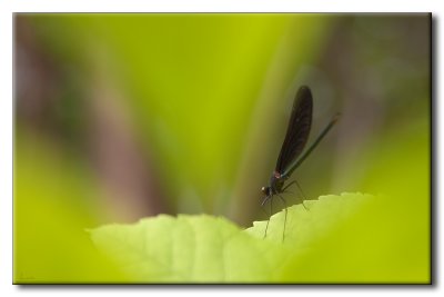 Demoiselle bistrée - Calopteryx maculata