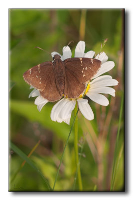 Hespérie sur Marguerite