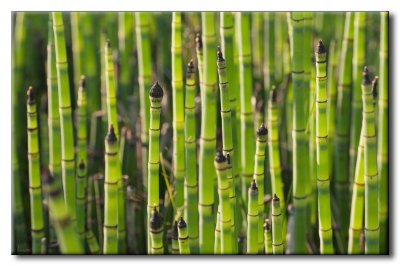 Prêle des tourneurs (Equisetum hyemale)