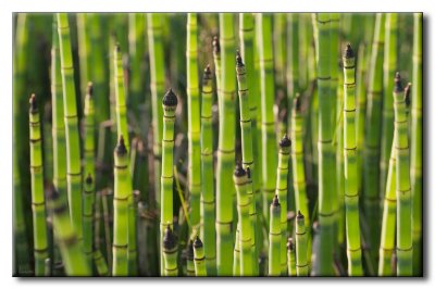 Prle des tourneurs (Equisetum hyemale)