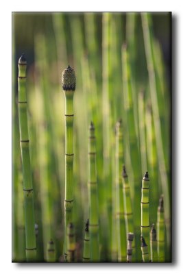 Prle des tourneurs (Equisetum hyemale)