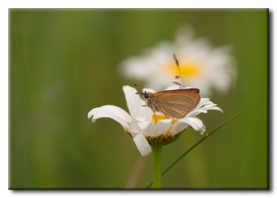 Hespérie sur Marguerite