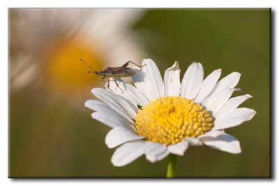 Punaise sur Marguerite