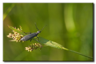 Mlo cendr - Epicauta murina