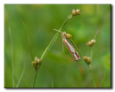 Lpidoptre