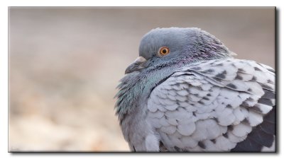 Pigeon biset