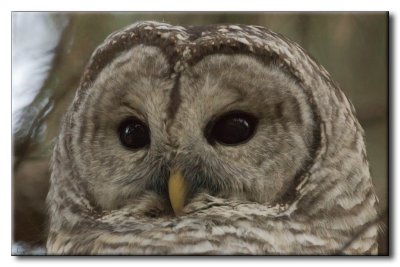 Chouette Raye - Barred Owl - Strix varia