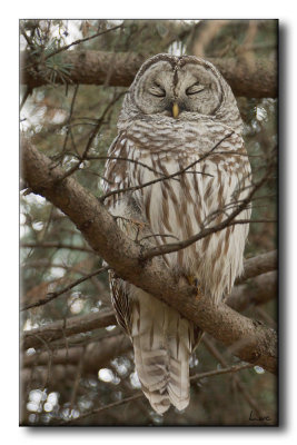 Chouette Raye - Barred Owl - Strix varia