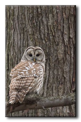 Chouette Raye - Barred Owl - Strix varia