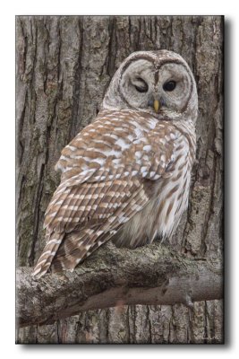 Chouette Raye - Barred Owl - Strix varia