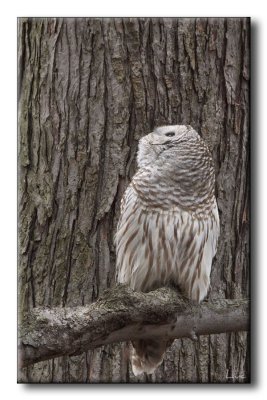 Chouette Rayée - Barred Owl - Strix varia