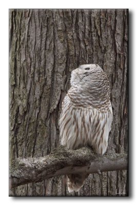 Chouette Raye - Barred Owl - Strix varia