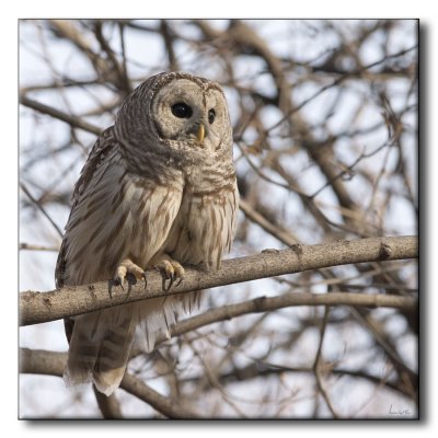 Chouette Raye - Barred Owl - Strix varia