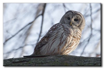 Chouette Raye - Barred Owl - Strix varia