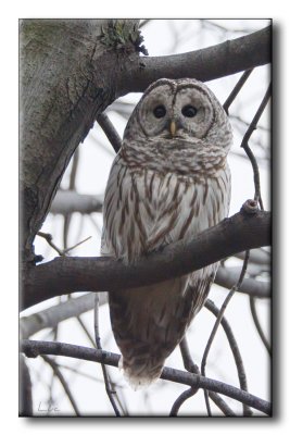 Chouette Raye - Barred Owl - Strix varia