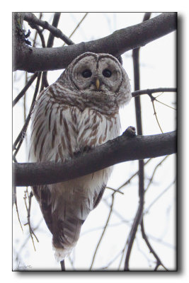 Chouette Raye - Barred Owl - Strix varia