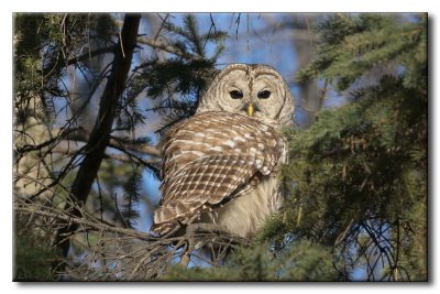 Chouette Raye - Barred Owl - Strix varia