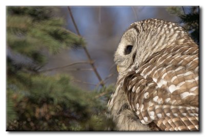 Chouette Raye - Barred Owl - Strix varia