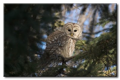 Chouette Raye - Barred Owl - Strix varia
