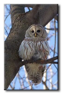 Chouette raye - Barred Owl - Strix varia