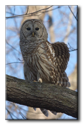 Chouette raye - Barred Owl - Strix varia