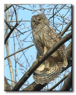 Chouette raye - Barred Owl - Strix varia