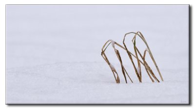 Vestiges