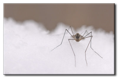 Trichocre hivernale - Winter Gnat - Trichocera hiemalis