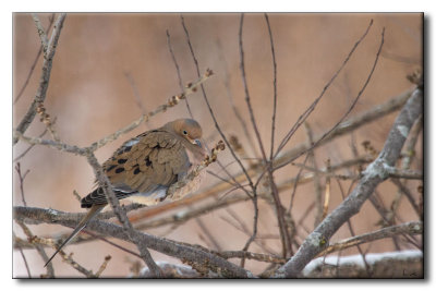 Tourterelle triste - Mourning Dove - Zenaida macroura