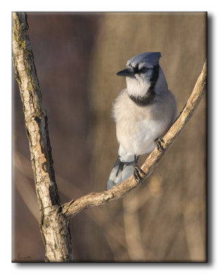 Geai bleu - Blue Jay - Cyanocitta cristata