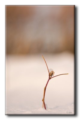 Vestige