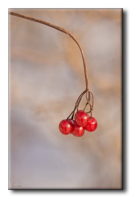 Petits fruits