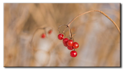 Petits fruits