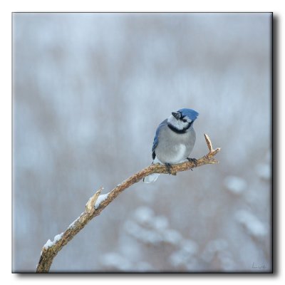 Geai bleu - Blue Jay - Cyanocitta cristata