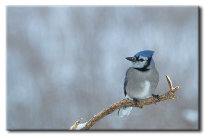 Geai bleu - Blue Jay - Cyanocitta cristata