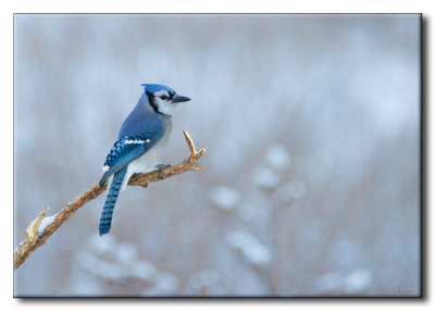 Geai bleu - Blue Jay - Cyanocitta cristata