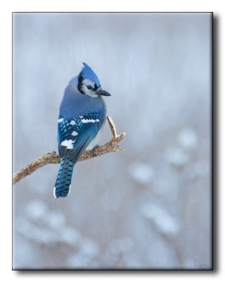 Geai bleu - Blue Jay - Cyanocitta cristata