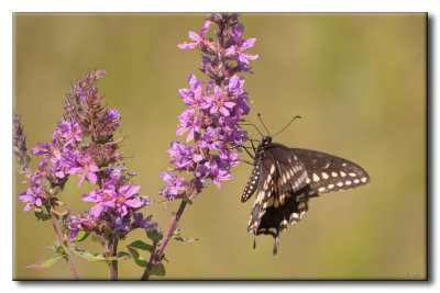 Papillon du cleri sur Salicaire