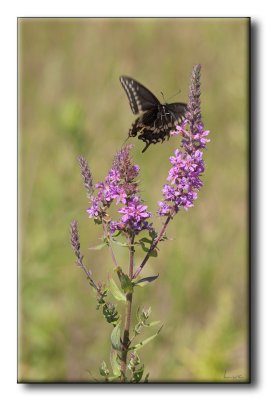 Papillon du cleri et Salicaire