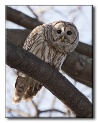 Chouette raye - Barred Owl - Strix varia