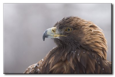 Aigle royal - Golden Eagle - Aquila chrysaetos