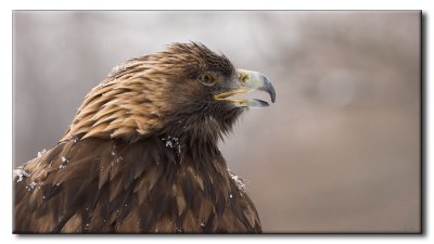 Aigle royal - Golden Eagle - Aquila chrysaetos