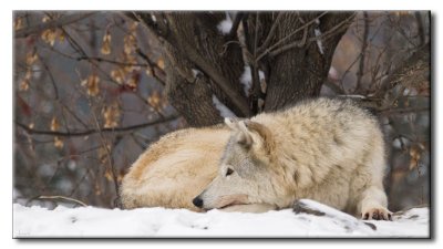 Loup gris - Gray Wolf - Canis lupus lupus