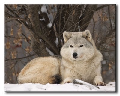 Loup gris - Gray Wolf - Canis lupus lupus
