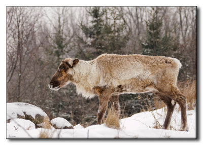 Caribou des bois - Rangifer tarandus caribou