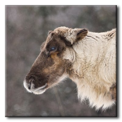 Caribou des bois - Rangifer tarandus caribou