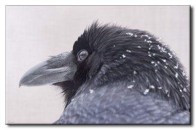 Grand Corbeau - Northern Raven - Corvus corax